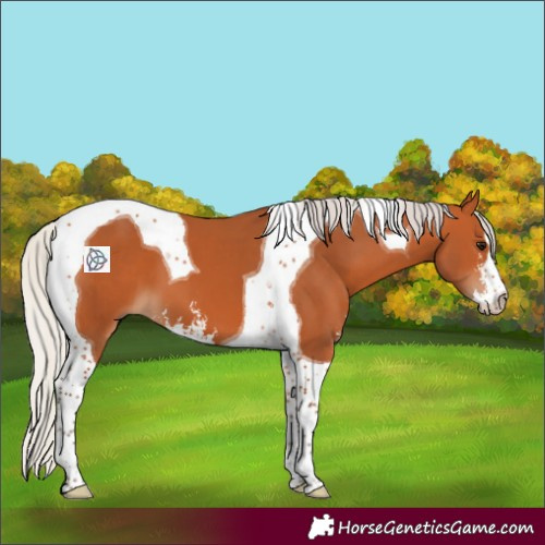 Horse Color:Silver Bay Sabino Tobiano