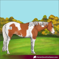 Horse Color:Silver Bay Sabino Tobiano 
