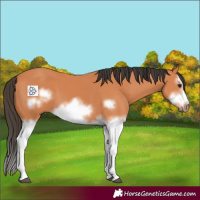 Horse Color:Bay Splash Frame 