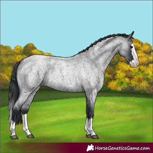Horse Color:Blue Roan Splash 