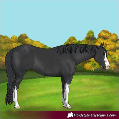 Horse Color:White Spotted Black 