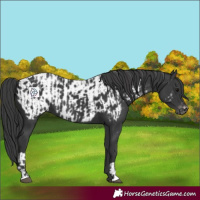 Horse Color:Black  and Black Appaloosa 