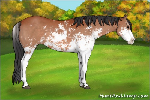 Horse Color:Bay Sabino