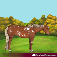 Horse Color:White Spotted Chestnut 