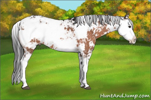 Horse Color:Brown Sabino 