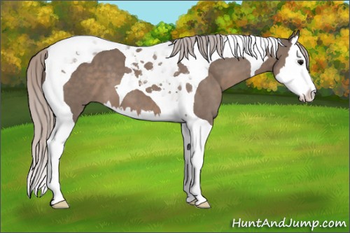 Horse Color:Silver Grullo Splash Tobiano 