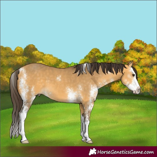 Horse Color:Buckskin Dun Sabino Splash