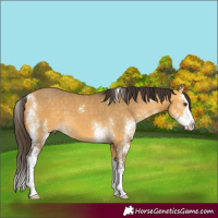 Horse Color:Buckskin Dun Sabino Splash