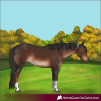 Horse Color:Liver Chestnut Tobiano 