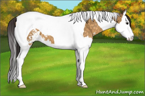 Horse Color:Buckskin Dun Sabino Splash Tobiano
