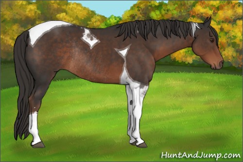 Horse Color:Liver Chestnut Sabino Tobiano Rabicano 