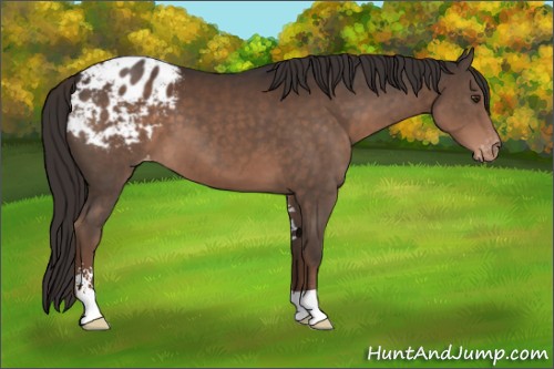 Horse Color:Liver Chestnut Sabino Appaloosa 