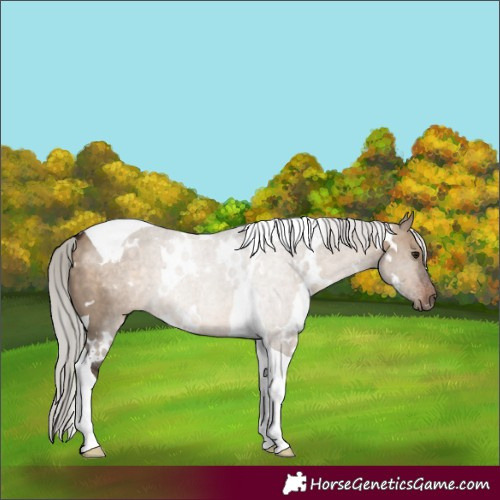Horse Color:White Spotted Silver Brown Dun Tobiano 