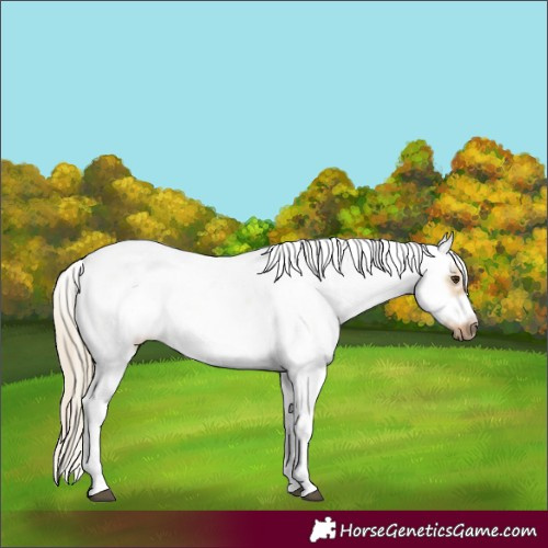 Horse Color:Chocolate Palomino Dun Sabino Frame