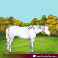 Horse Color:Chocolate Palomino Dun Sabino Frame