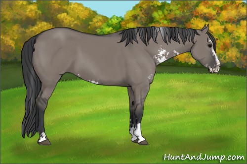 Horse Color:Grullo Sabino Rabicano