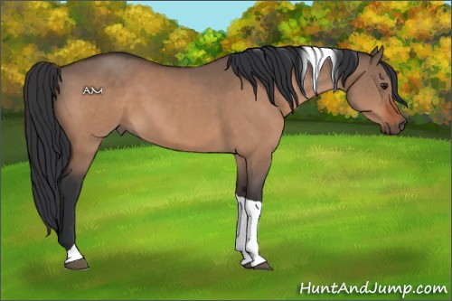 Horse Color:Brown Dun Sabino Tobiano 