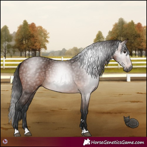 Horse Color:Gray Bay 