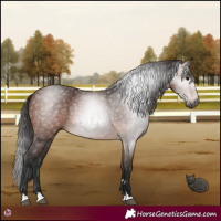 Horse Color:Gray Bay 