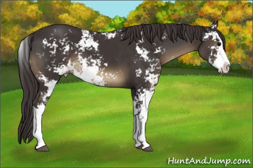 Horse Color:Smoky Black Sabino