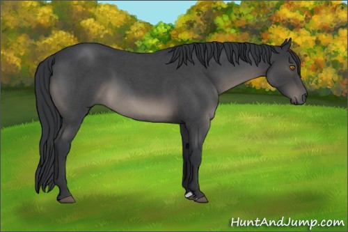 Horse Color:Blue Roan 