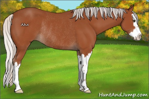 Horse Color:Silver Bay Sabino Splash Rabicano
