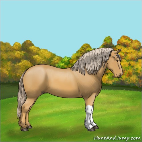 Horse Color:Palomino 