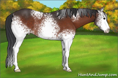 Horse Color:White Spotted Brown Rabicano 