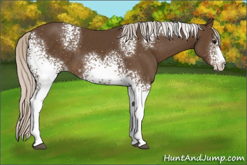 Horse Color:White Spotted Silver Smoky Black