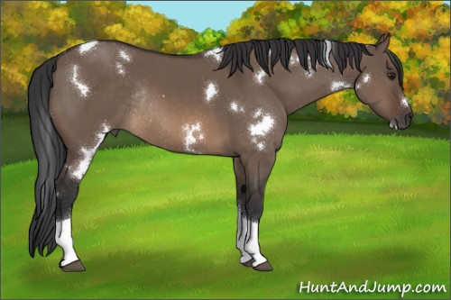 Horse Color:White Spotted Brown Dun Tobiano Rabicano 