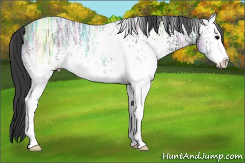 Horse Color:White Spotted Black Ice Sabino Rabicano 