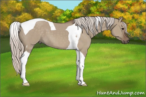 Horse Color:Silver Grullo Tobiano 