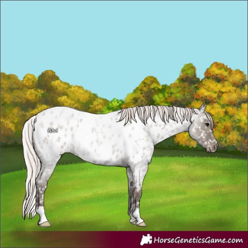 Horse Color:Silver Grullo Roan Near Leopard