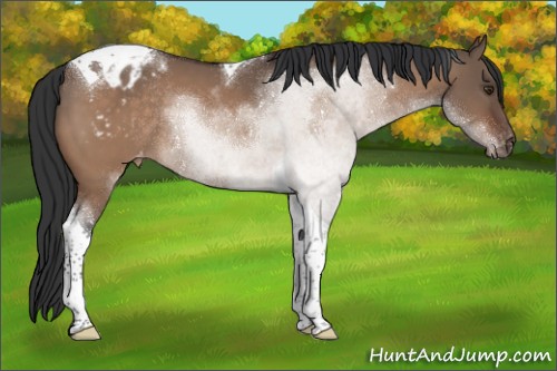 Horse Color:Brown Dun Tobiano Appaloosa Rabicano