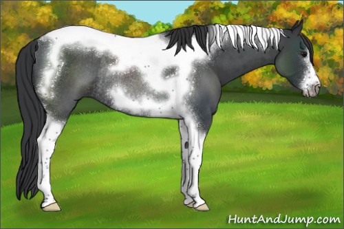 Horse Color:Blue Roan Tobiano Frame Rabicano 