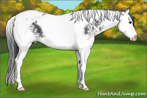 Horse Color:White Spotted Black Splash Tobiano 