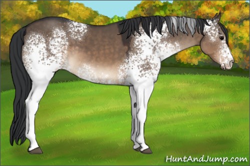 Horse Color:White Spotted Brown Dun 