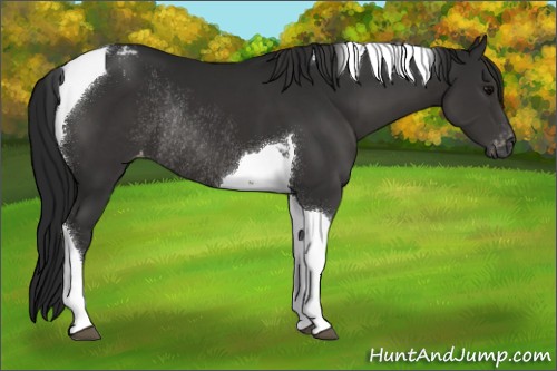 Horse Color:Gray Black Tobiano Appaloosa Rabicano 