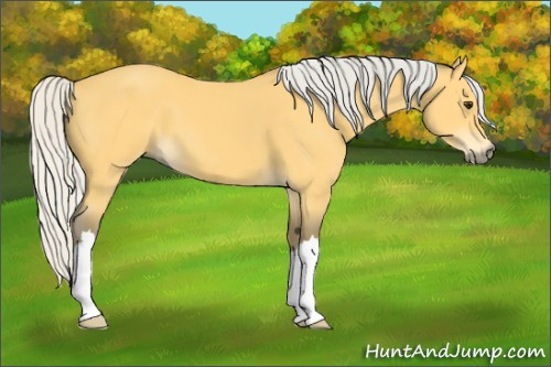 Horse Color:Silver Buckskin