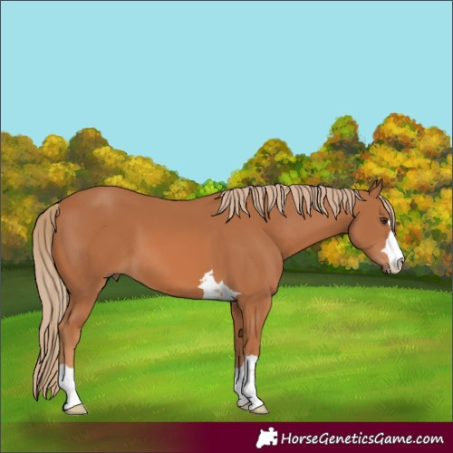 Horse Color:Chestnut 
