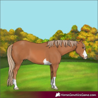 Horse Color:Chestnut 