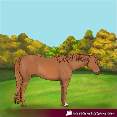 Horse Color:Chestnut 