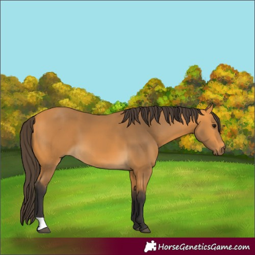 Horse Color:Buckskin 