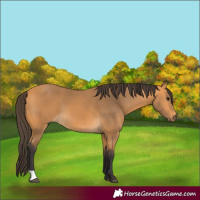Horse Color:Buckskin 