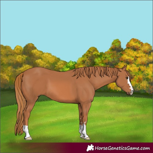 Horse Color:Chestnut 
