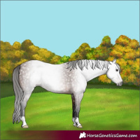 Horse Color:Gray Bay 