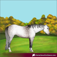 Horse Color:Gray Bay 