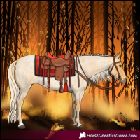 Horse Color:Palomino Roan 