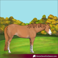 Horse Color:Chestnut 