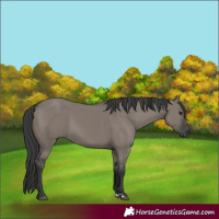 Horse Color:Grullo 